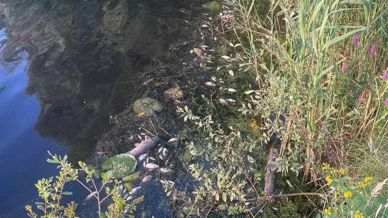 Dode vissen in het water bij het bedrijventerrein.