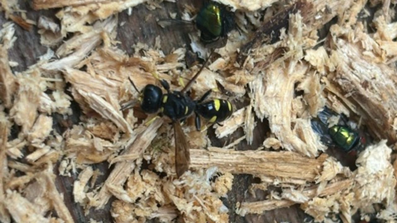 Foto: Sem Steenbakkers