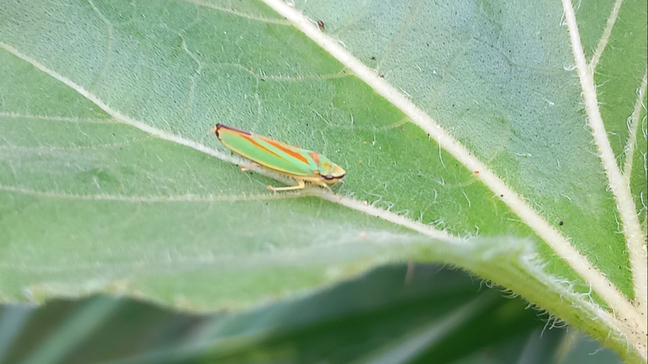 Foto: Hans van Weert