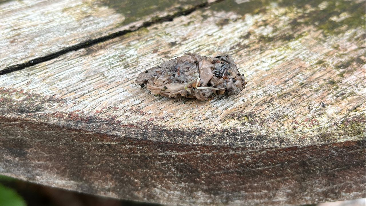Frans ontwaart plastic restjes en een stukje vacht. (Foto: Piet Bekkers)