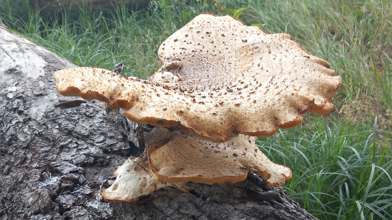 Deze zwam heeft ook nog een soortnaam (foto: Gert-Jan Hehemann)