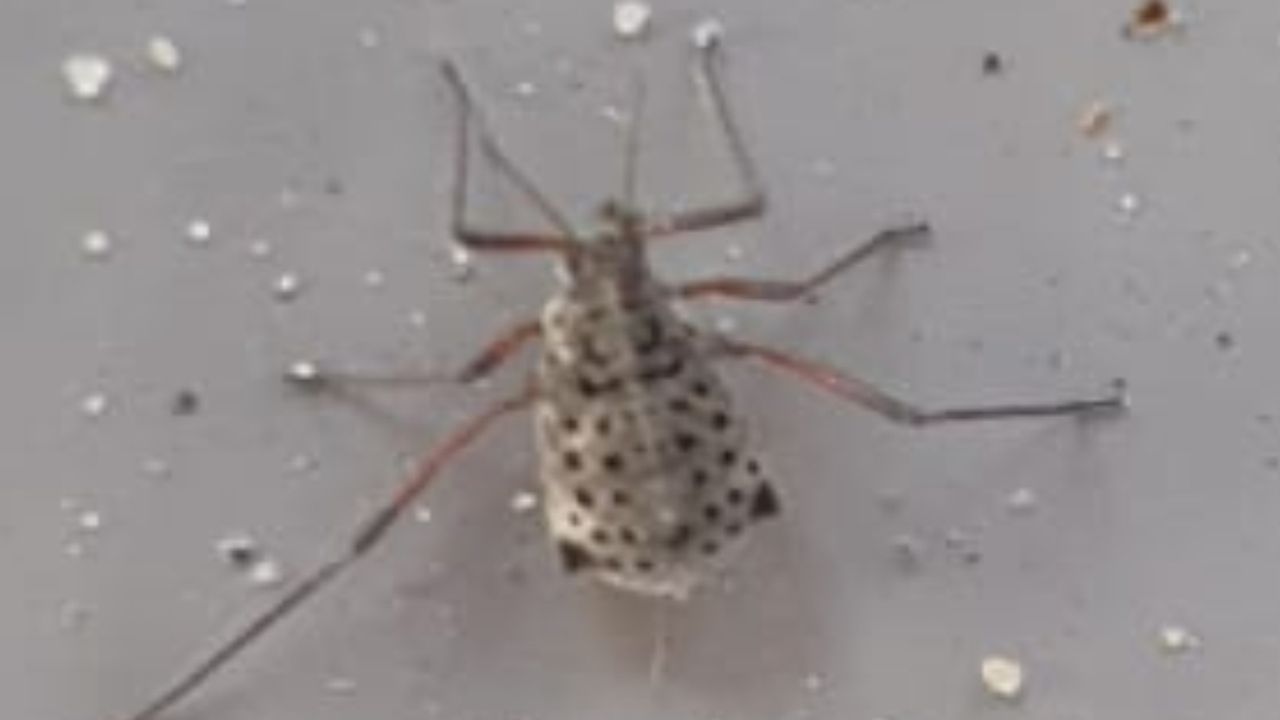 Dit is een bladluis, de grootste die we hier kennen. ( Foto: Jeroen van Vessem)