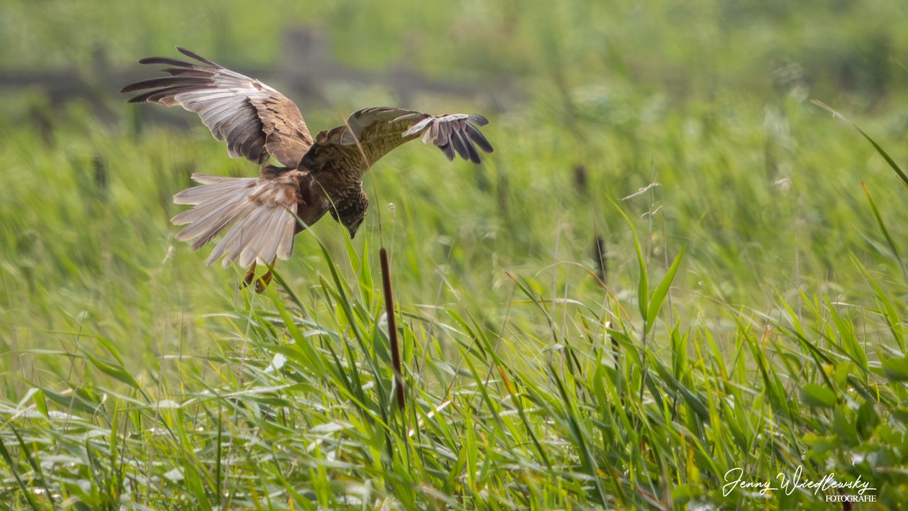 Een biddende bruine kiekendief boven een grasland (foto: Jenny Wiedlewsky).