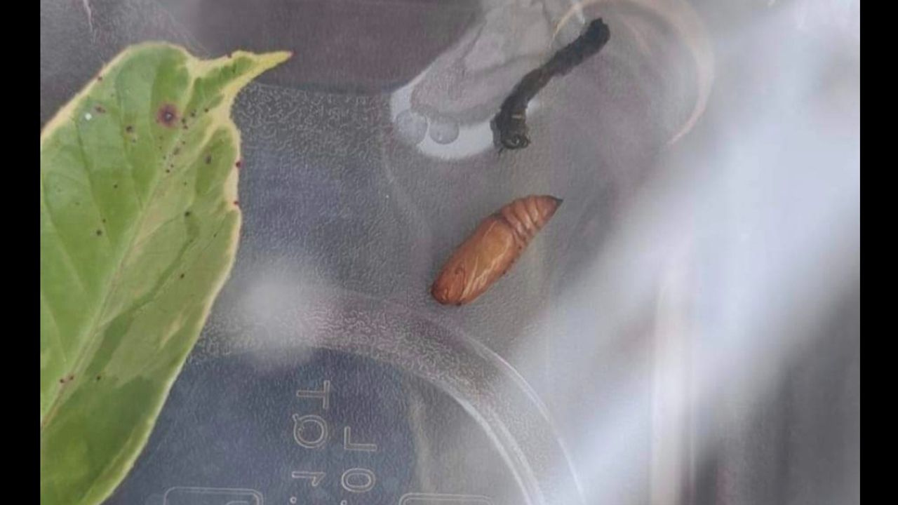 De rups veranderde in een pop (foto: Anke de Swart)