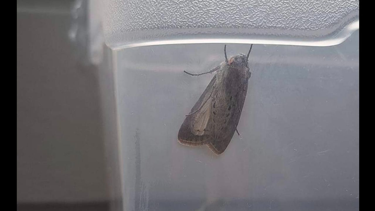 Dit is wat er uit de pop kwam.(Foto: Anke de Swart)