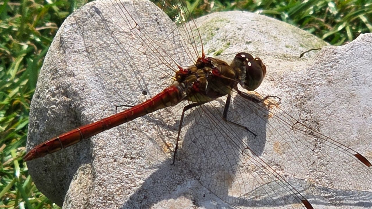 Deze libel is rood, maar is het bloedrood, bruinrood of steenrood? (foto: Audry van der Burg)