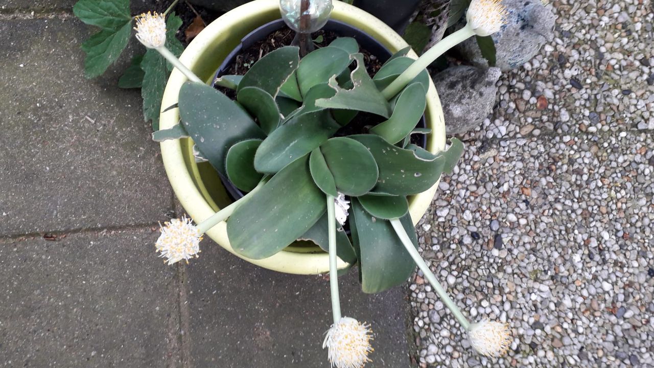 De naam van deze plant doet denken aan je make-up tas (foto: Carla Keulemans)