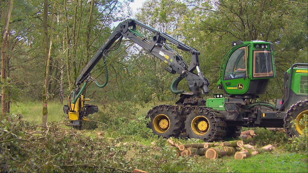 De kap is in volle gang (foto: Omroep Brabant).