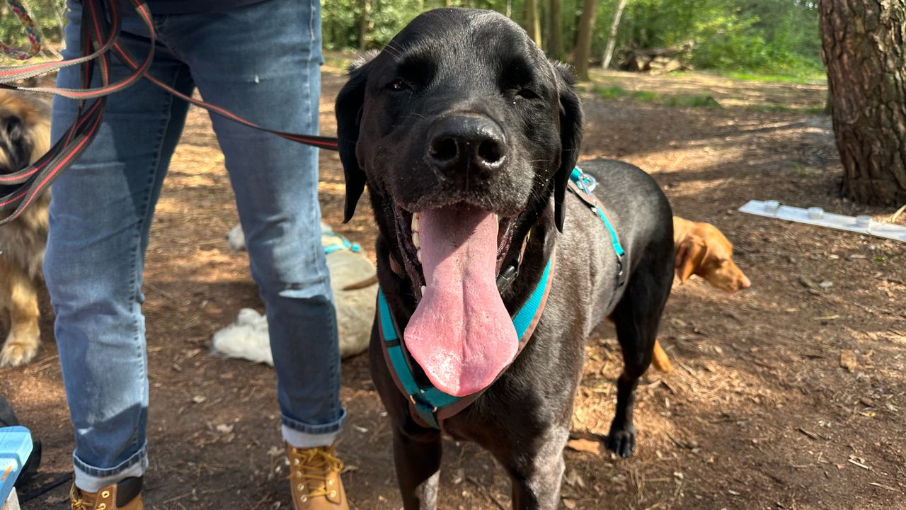 Speurhond Bram, een beetje moe na zijn bewogen ochtend (foto: Floortje Steigenga).