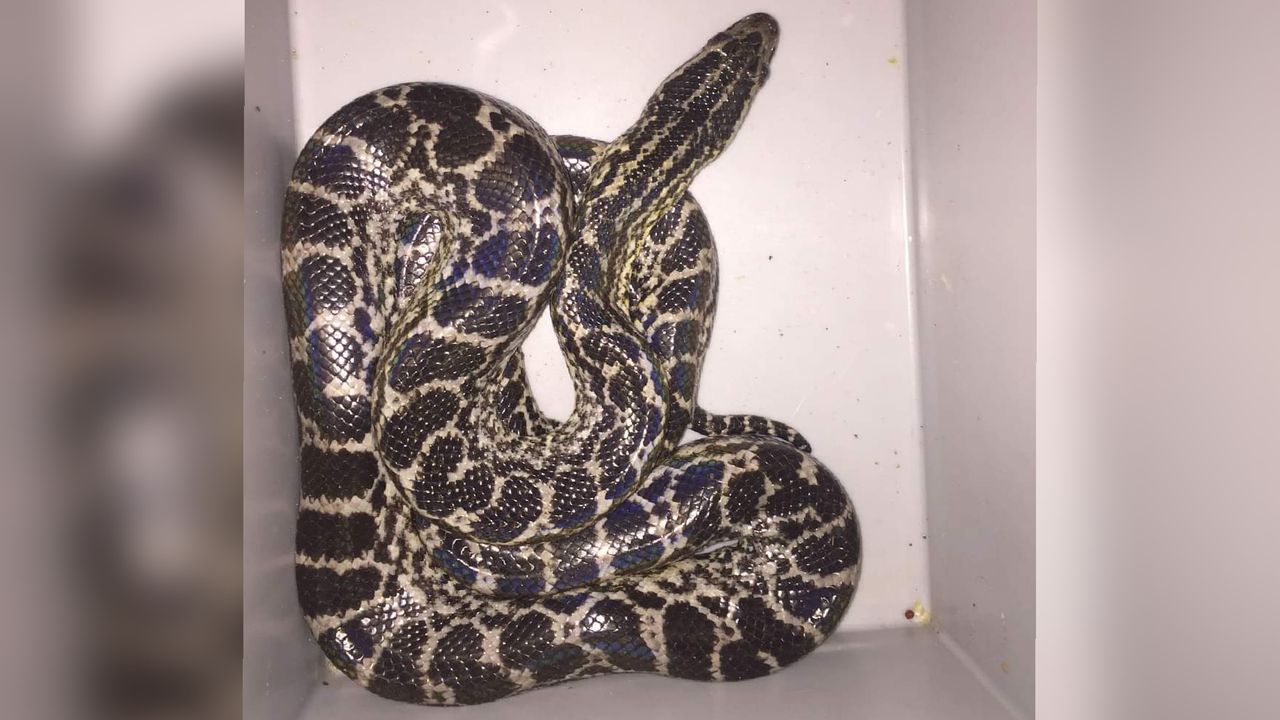 Tijgerpython. Foto: Dierenambulance Brabant Noord-Oost.