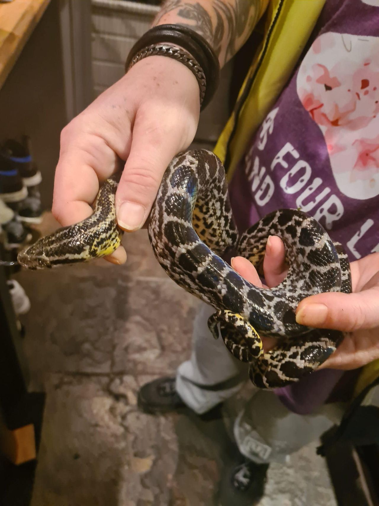 Foto: Dierenambulance Brabant Noord-Oost.