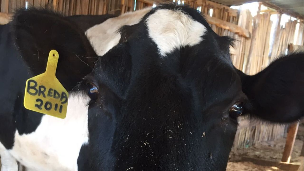De gewonnen koe, gekocht van het prijzengeld van de Singelloop. 