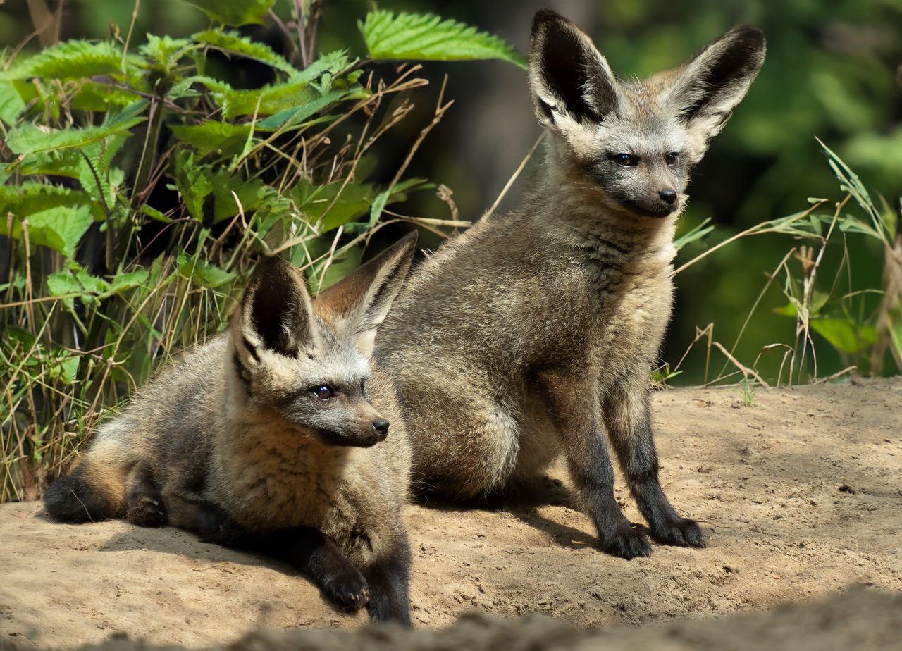 De grootoorvossen gaan samenleven met de stokstaartjes (foto: Beekse Bergen/Mariska Vermij-van Dijk).