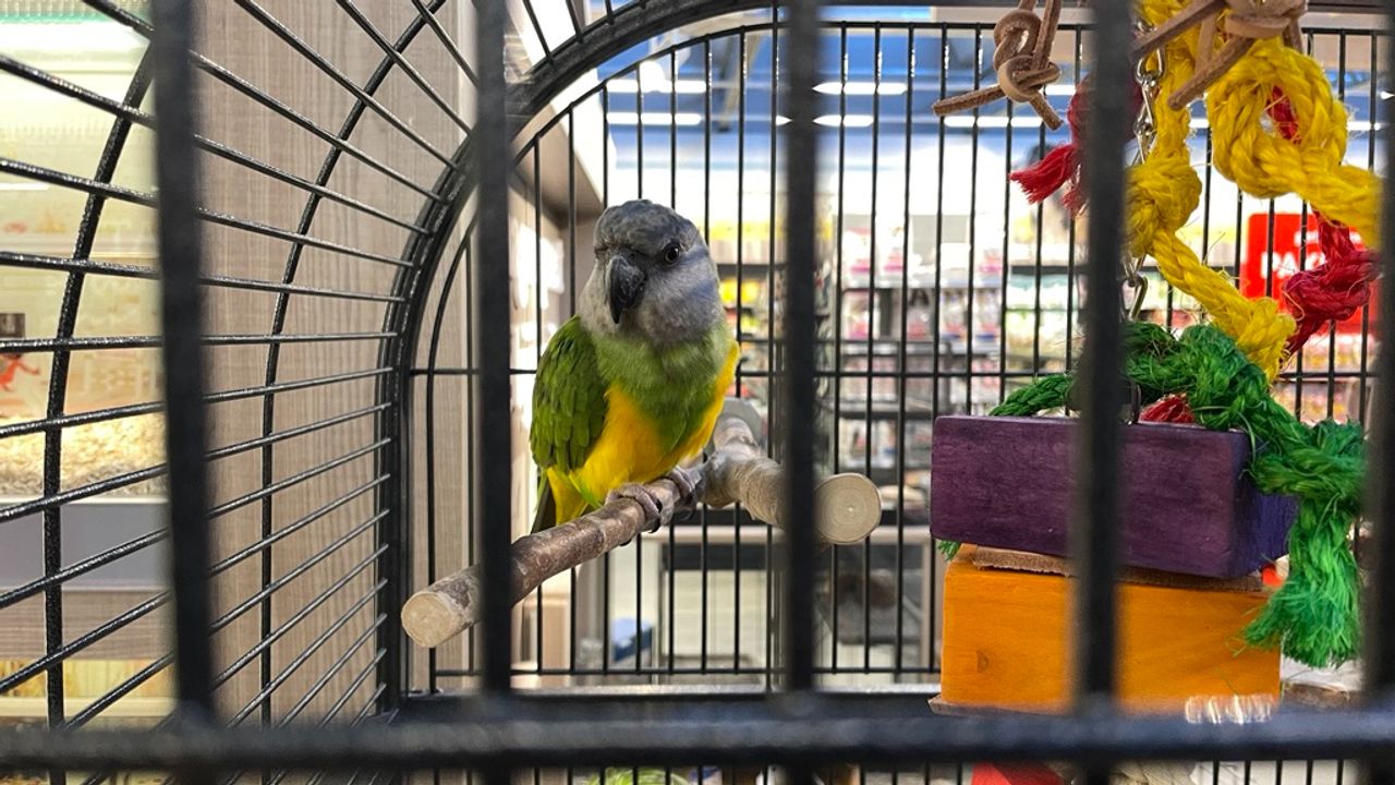 Vogel King alleen in z'n kooitje (foto: Raymond Merkx). 