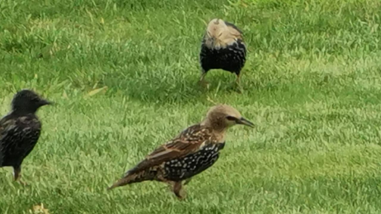 Jonge Spreeuwen (foto: Ria Manders)
