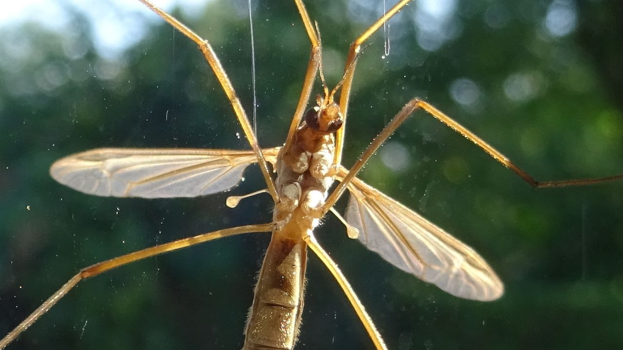Langpootmug met gekke bolletjes (foto: Loes Westgeest)
