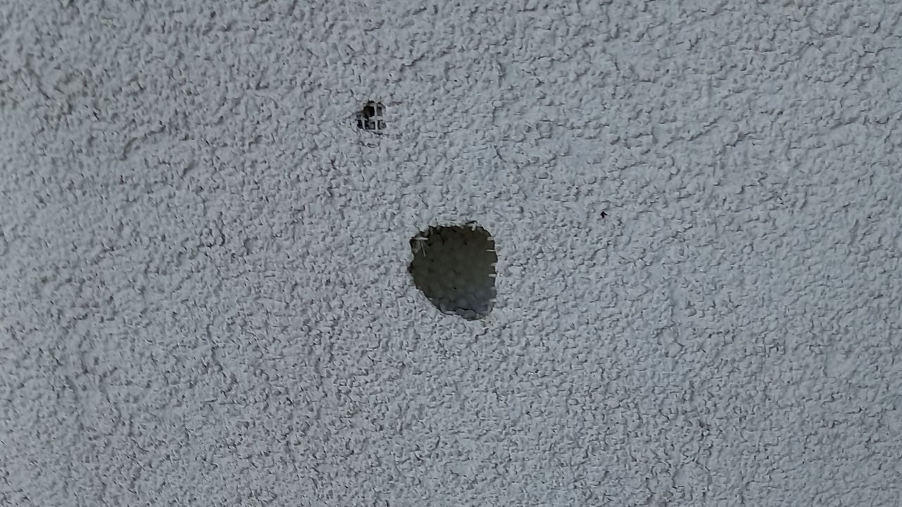 Grote Bonte specht maakt gat in een wand (foto: Frank van der Meijden)