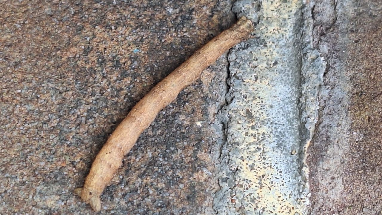 Vreemde lange rups op de muur (foto: Rinus Mesman)