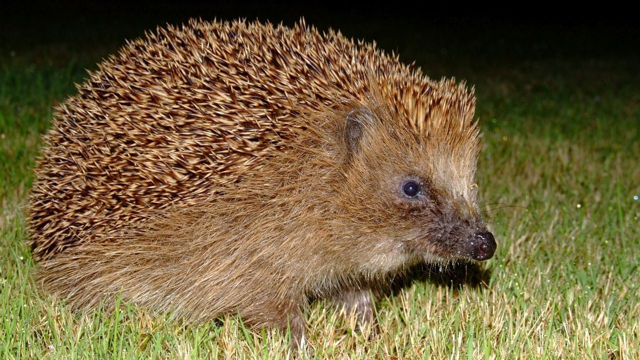 Egel (foto: Rudmer Zwerver)