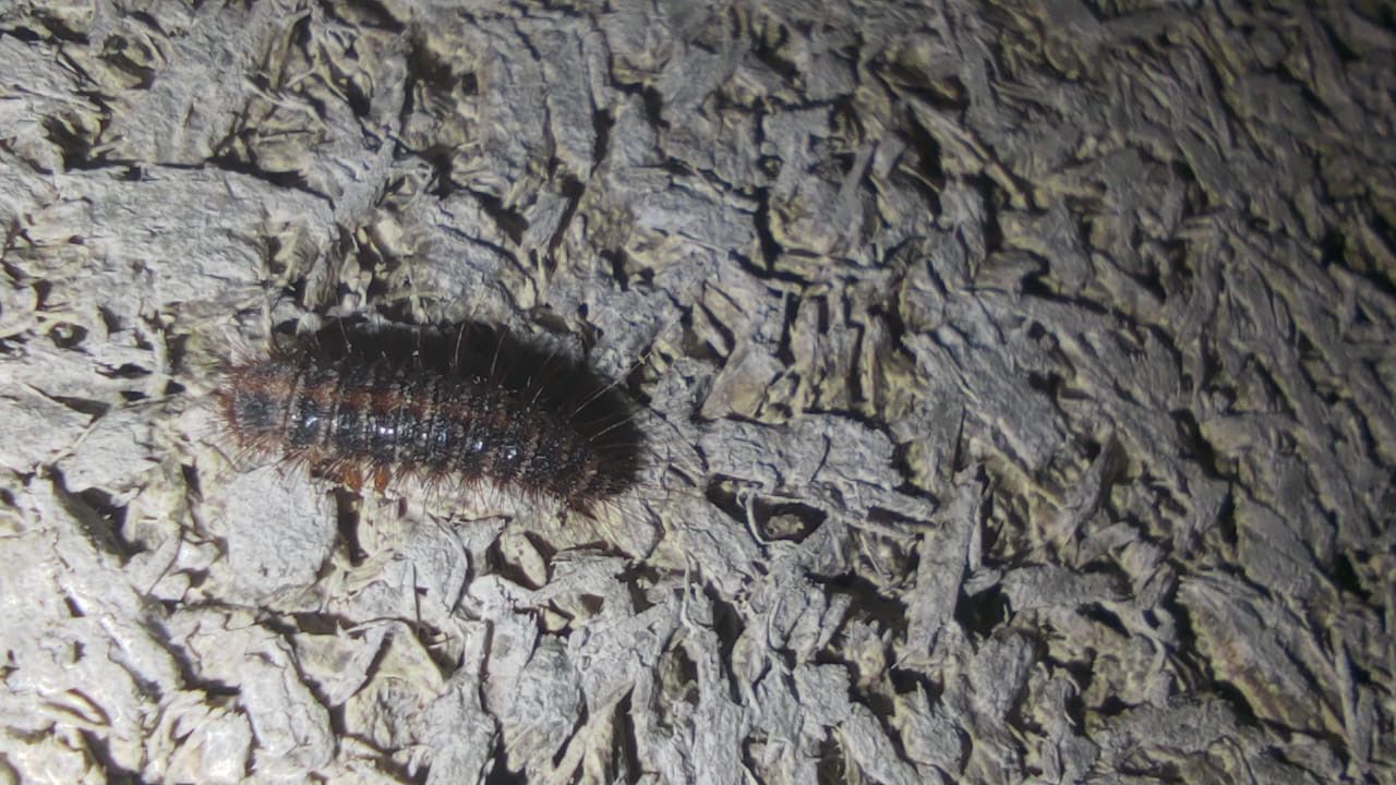 Keverlarve (foto: Piet Swinkels)