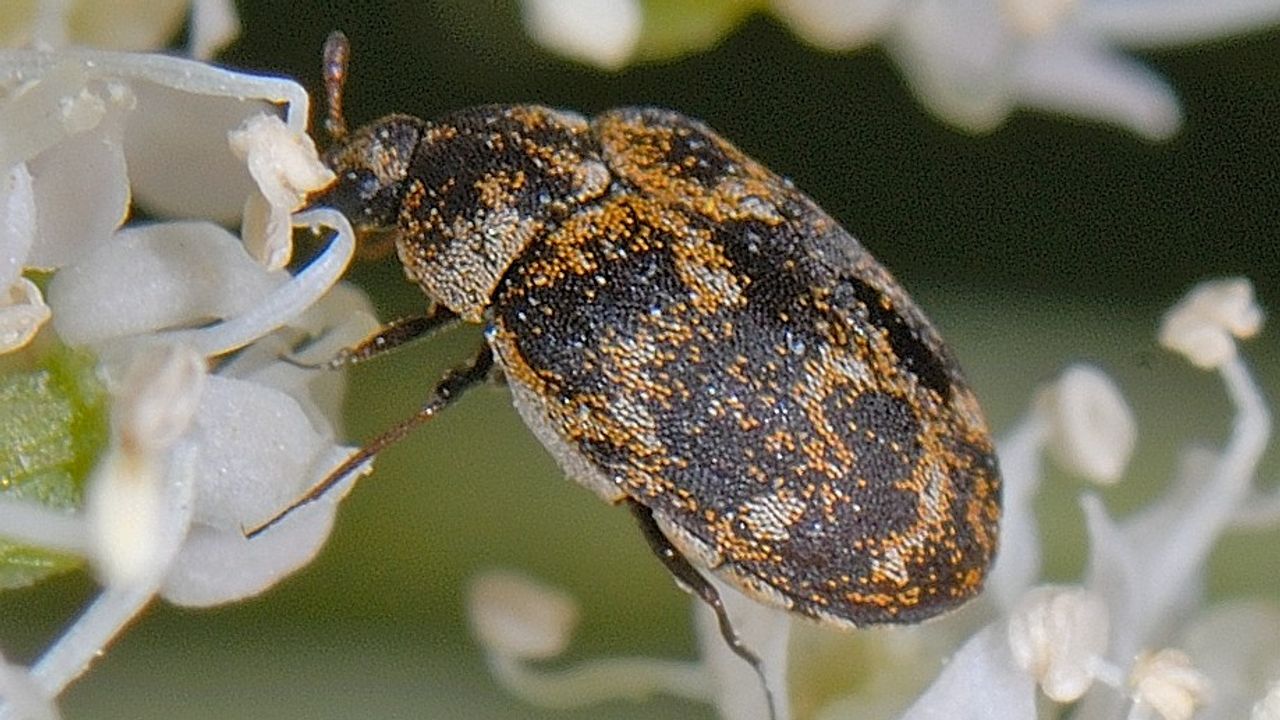 Museumkever (foto: Ab Baas)