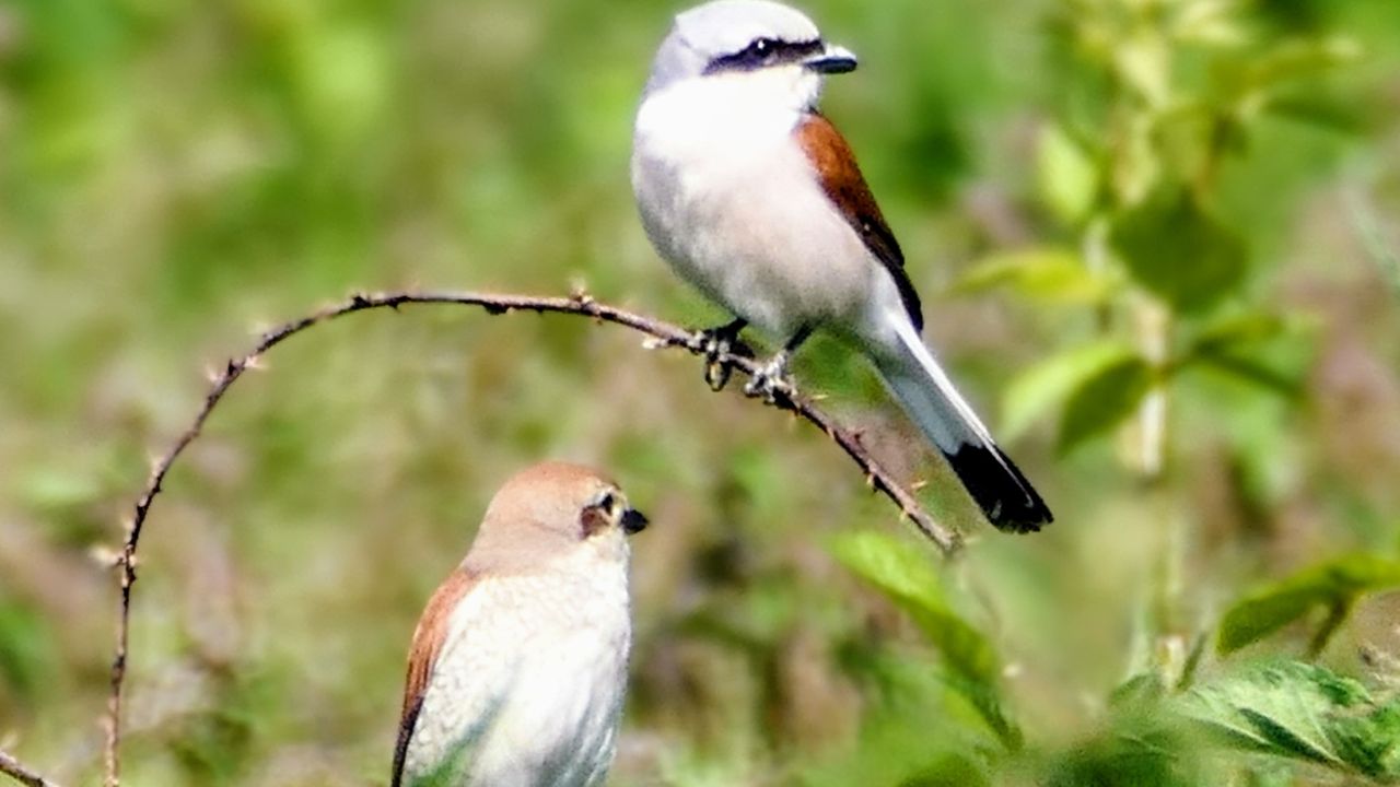 Mooie foto van Grauwe Klauwieren (foto: Arianne Wijten)
