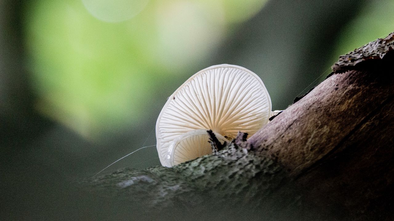 Dit is een prachtige foto van een porseleinzwam (foto: IVN Grave)