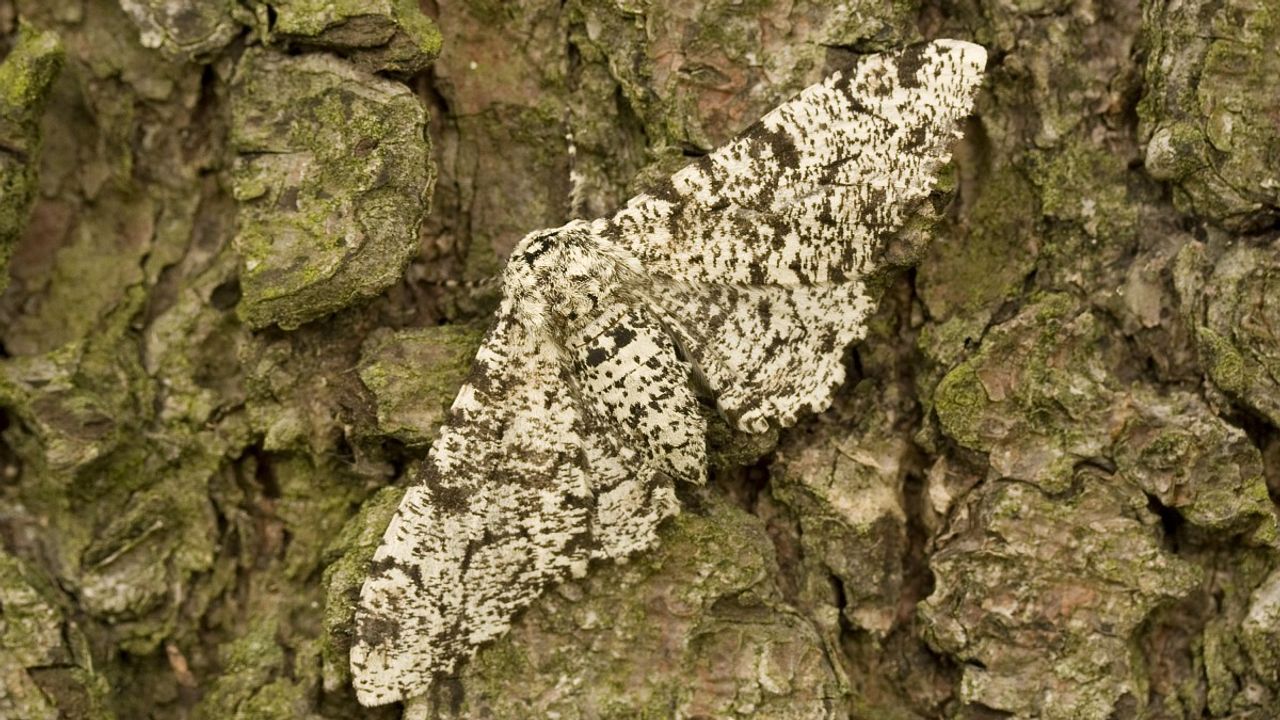 Peper en zoutvlinder (foto: Jaap Schelvis)