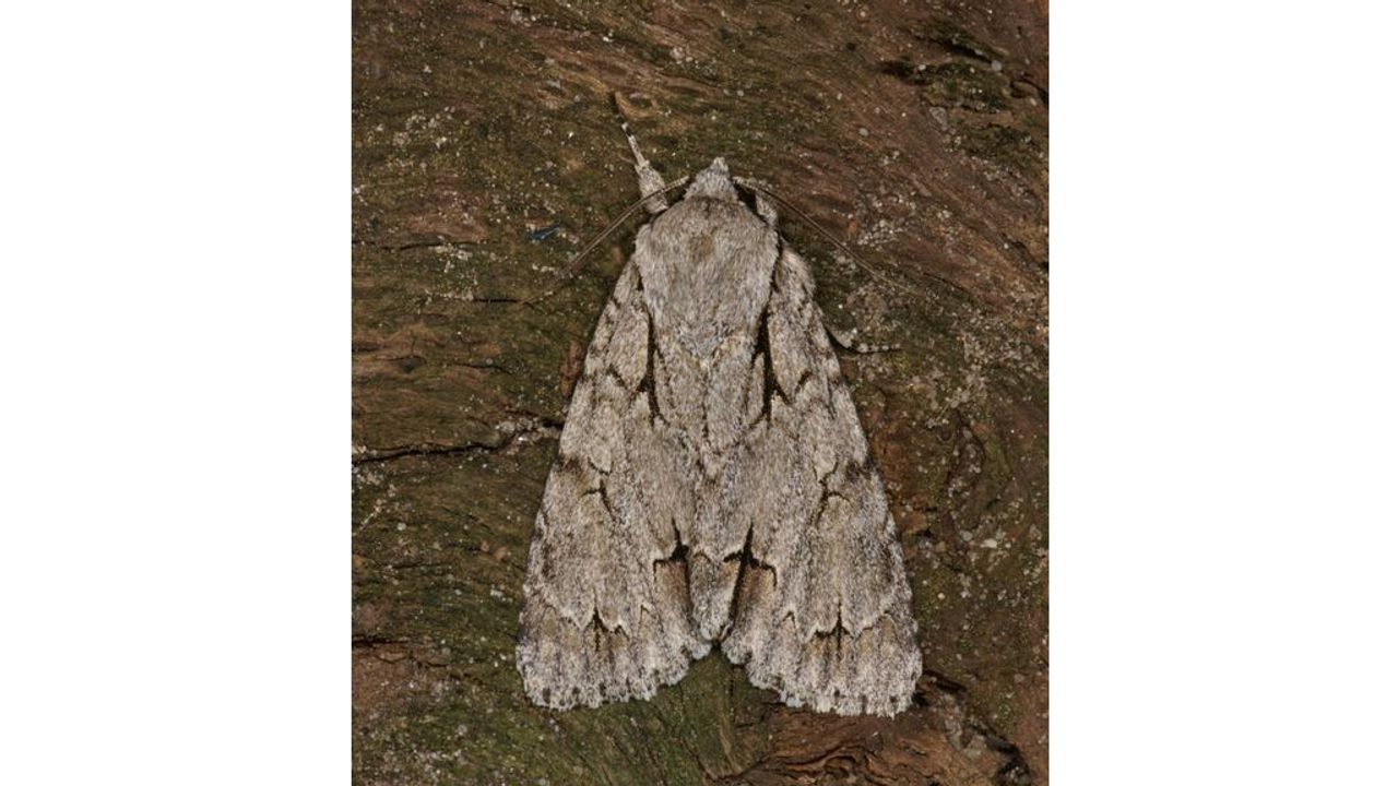 Een psi-uilvlinder (foto: Jeroen Voogd / Vlinderstichting)
