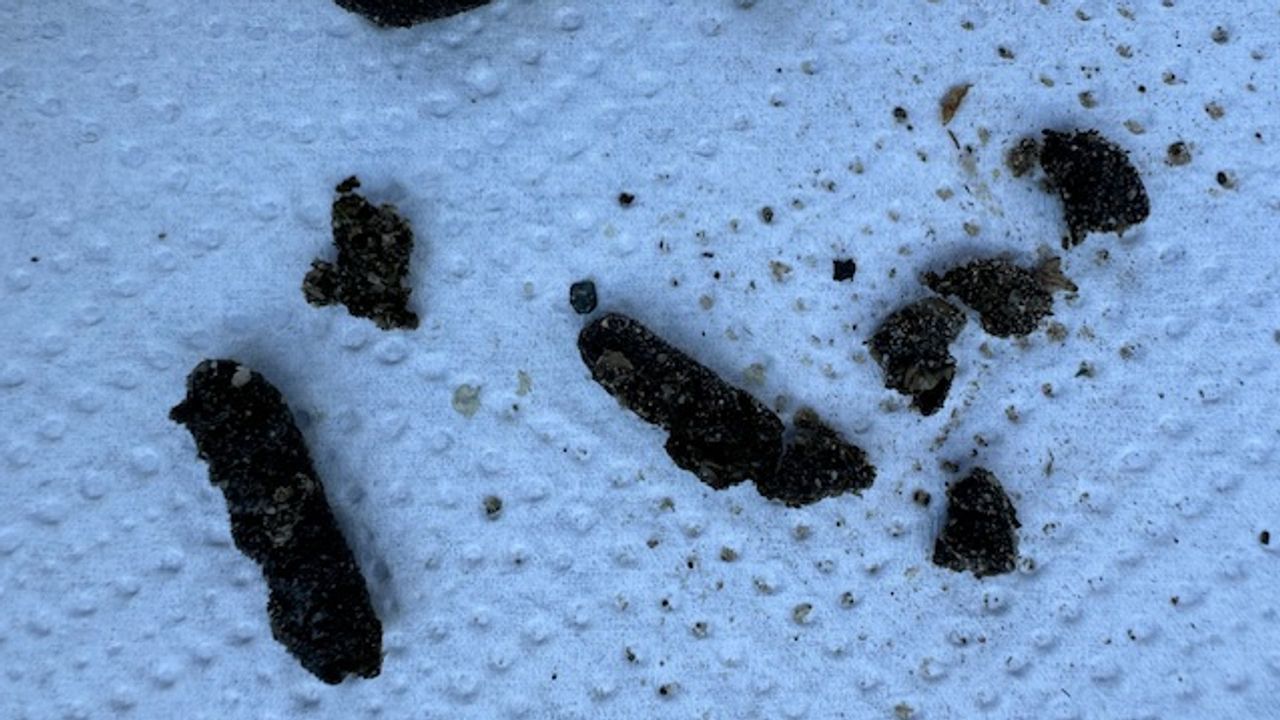 Egelpoep (foto: Anja de Wijs)