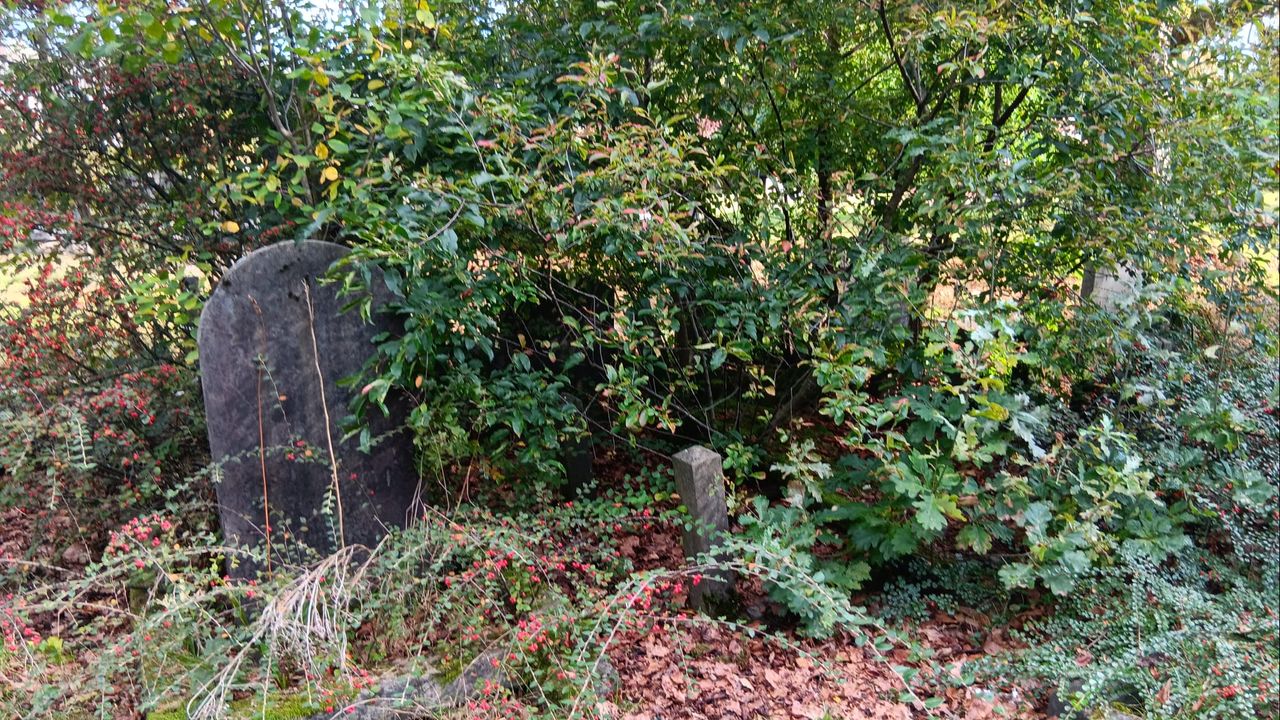 Dit graf is volledig overwoekerd (foto: Hans Molier).