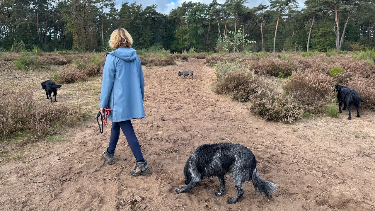 Adda wandelt iedere dag twee keer met een groep honden door het losloopgebied in de Loonse en Drunense Duinen. (foto: Floortje Steigenga)
