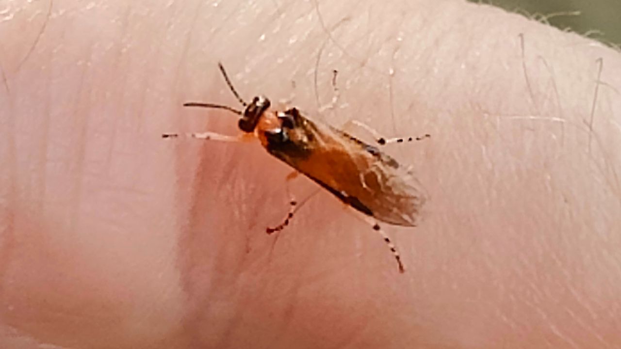 De knollenbladwesp in Vlissingen (foto: Hedwig de Kleijnen).