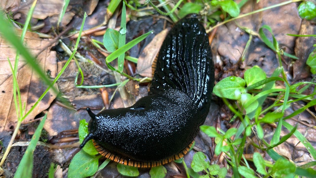 Cédric Sebastien de Wit trof deze naaktslak in de Duitse bergen (foto: Cédric Sebastien de Wit).