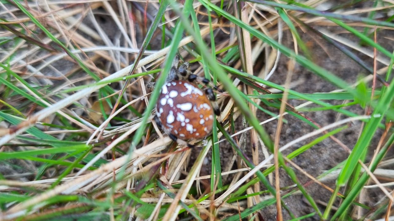 De viervlekwielwebspin (foto: Ronald Leermakers).