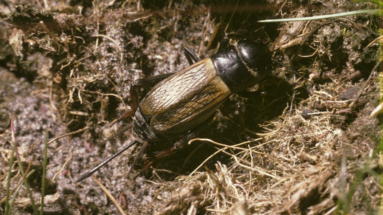 Een voorbeeld van een veldkrekel, die lange antennes heeft (foto: Pieter van Breugel).