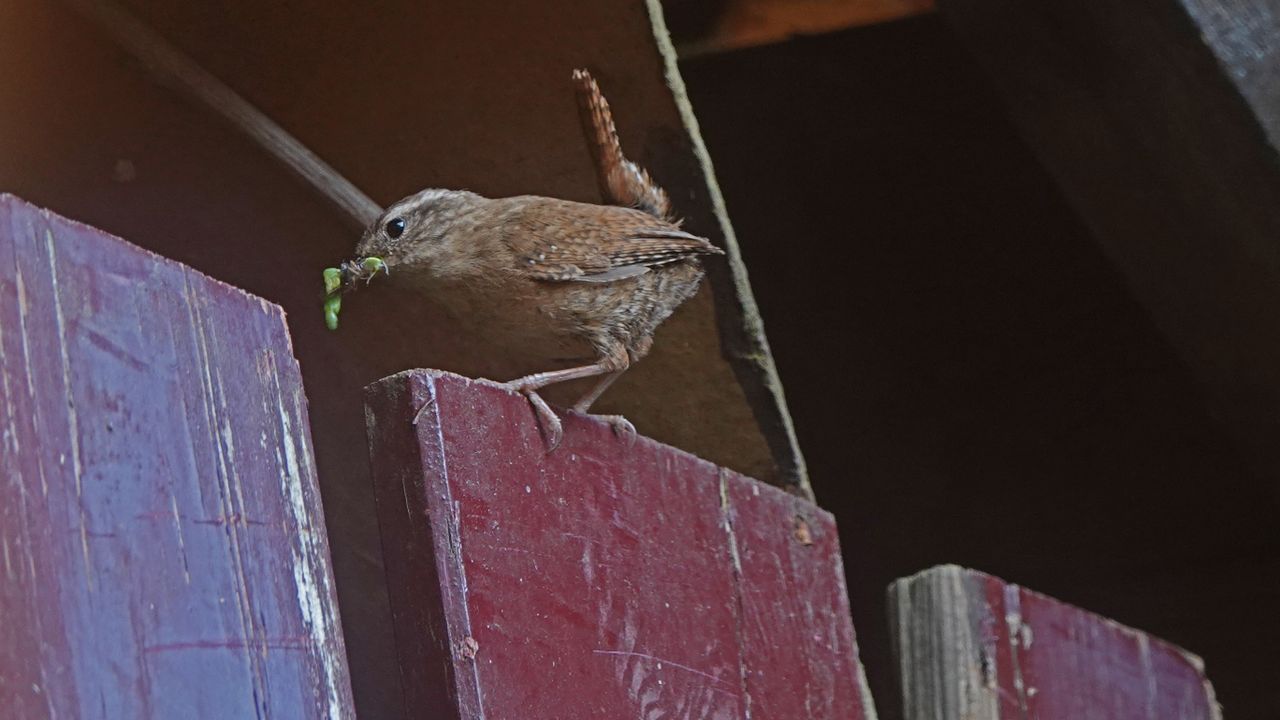 Een winterkoning met rupsjes in de snavel (foto: Tom en Nellie van den Heuvel).