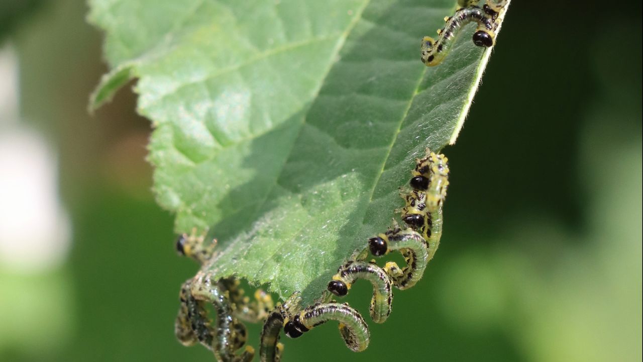 De larven van de elzenbladwesp op de hazelaar (foto: Vanesse Ellse).