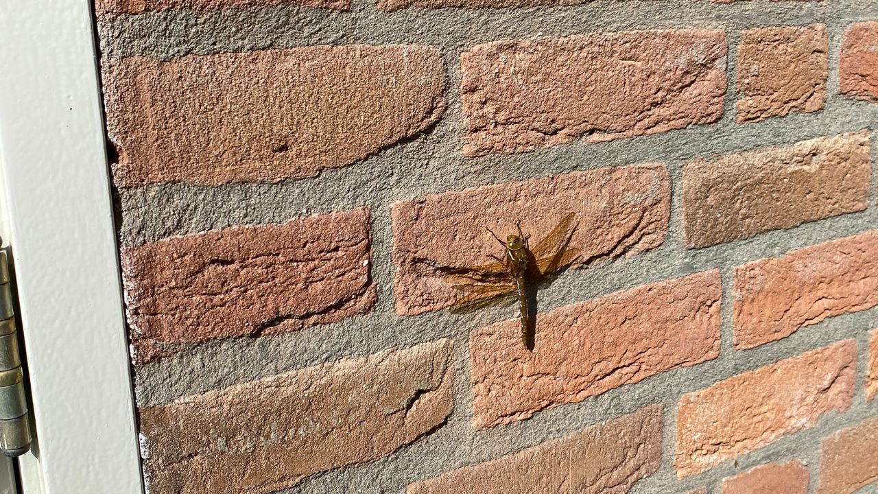 De libel op de muur (foto: Tom van Rooij).