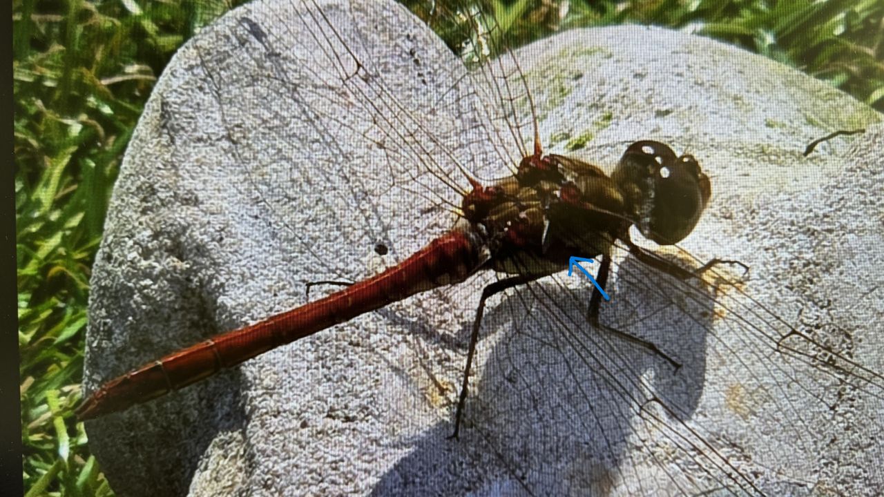 De afwisselend gekleurde strepen op het borststuk zijn te zien bij de blauwe pijl (foto: Audry van der Burg).