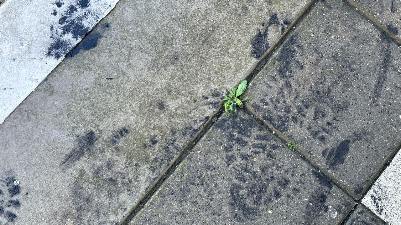 De trein laat zijn sporen na in Den Bosch (foto: Floortje Steigenga)