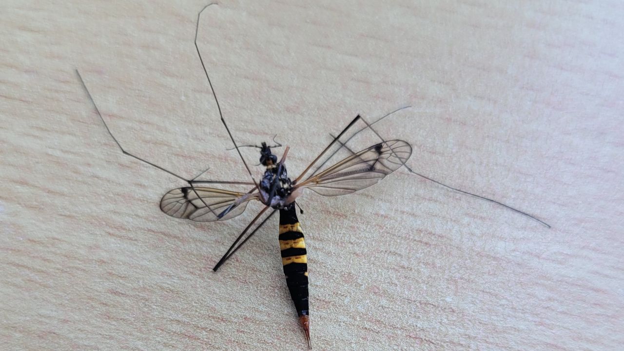 Een dode driebandtijger (foto: Hans Spierings)