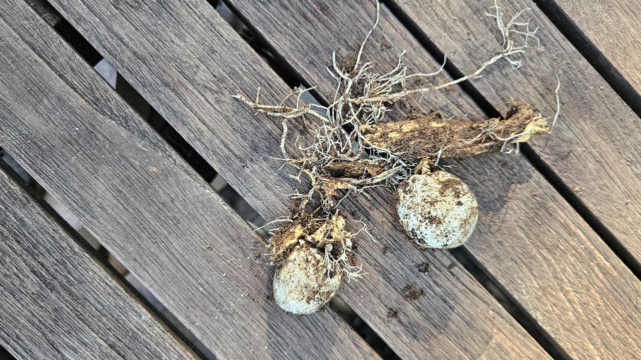 Wat heeft Diederick uit zijn tuin getrokken? (foto: Diederick Keizer)
