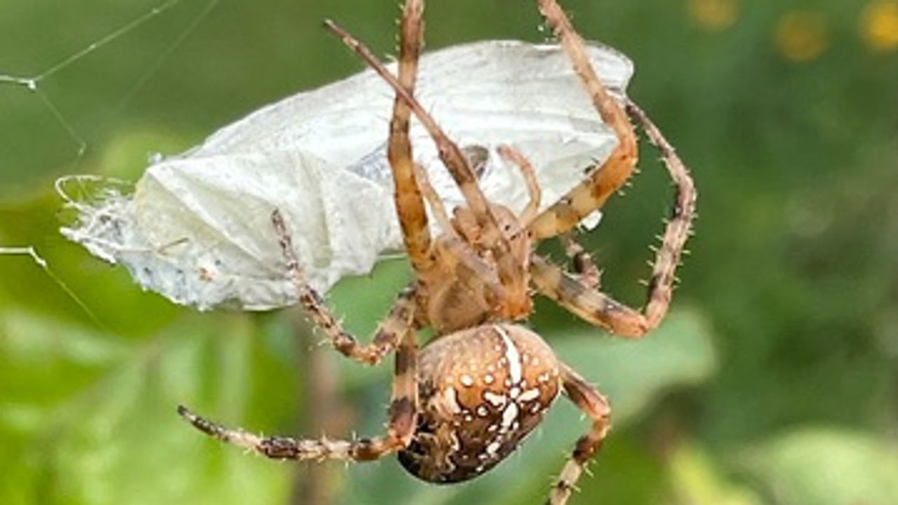 Een kruisspin met een ingepakte vlinder (foto: Paul le Blanc)
