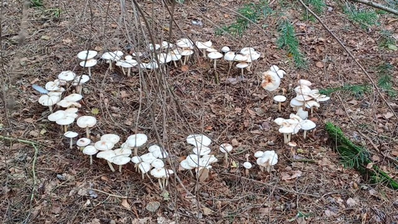 Een heksenkring in Oisterwijk (foto: Yvonne Oudenhuijsen)