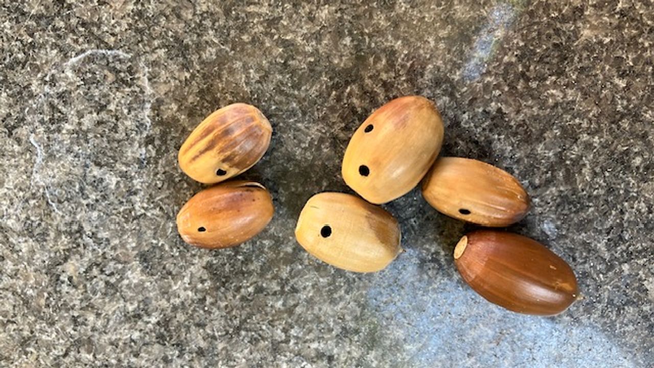 Gaatjes in eikels (foto: Theo van der Rijk)