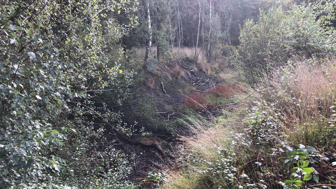 Delen van de tankgracht bij Wouwse Plantage in 2021, begroeid maar nog steeds breed en diep (foto: Willem-Jan Joachems).