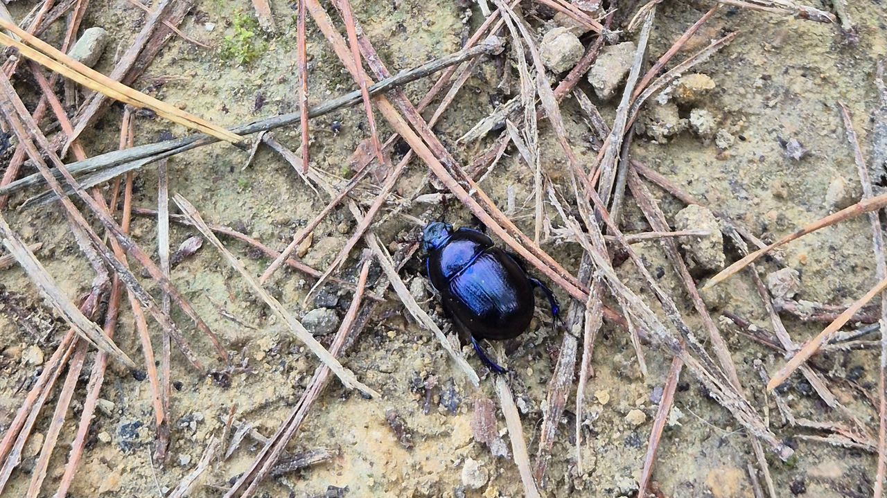 De bosmestkever (foto: Maurice Peters). 