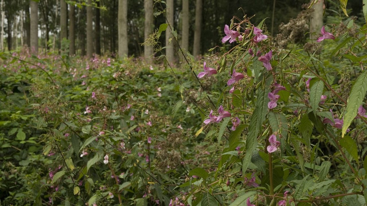 De vruchten van de reuzenbalsemien vallen op de grond (Foto: Willem van Kruijsbergen).. 