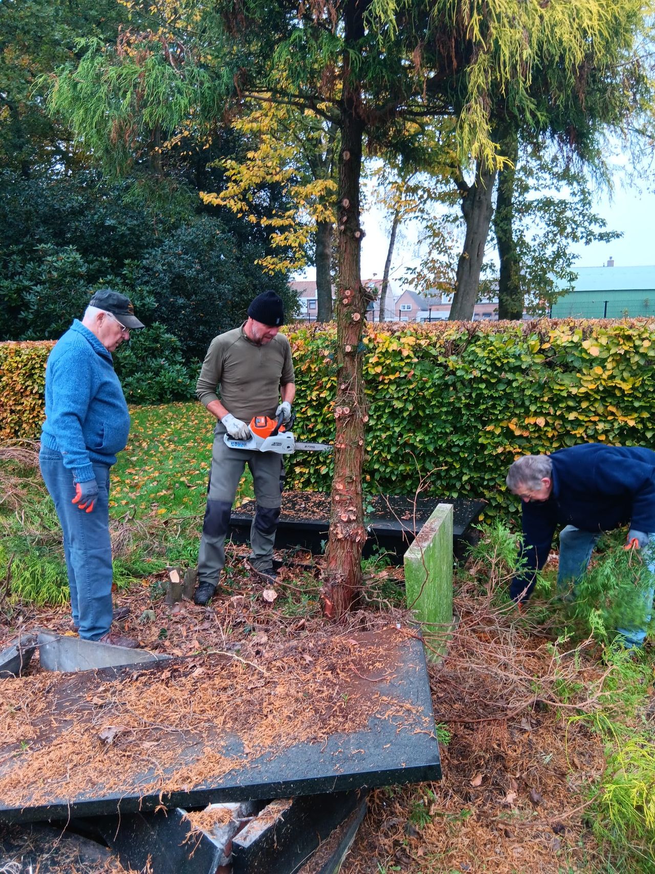 Deze boom hoort niet uit een graf te groeien (foto: Hans Molier).